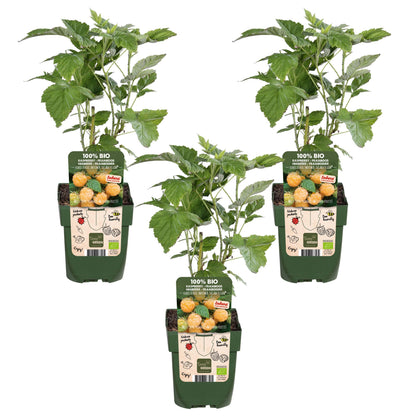 Buitenplant 3x Rubus idaeus 'Twotimer Sugana Yellow' - Pot Ø 13cm Hoogte ↕ 45cm
