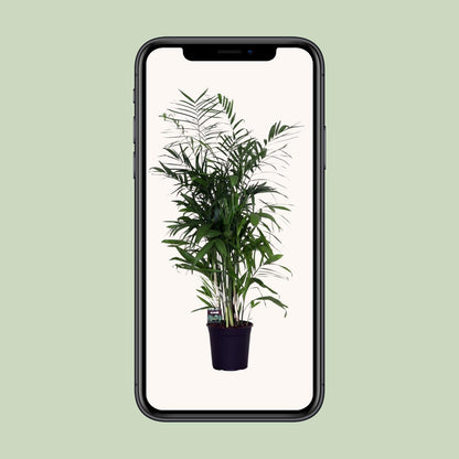 Kamerplant - Chamaedorea Seifrizii - Luchtzuiverend - Pot Ø 24cm Hoogte ↕ 140cm