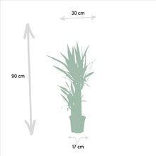 Kamerplant - Yucca - Pot Ø 17cm Hoogte ↕ 90cm