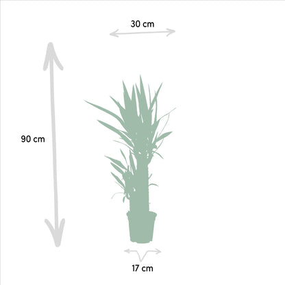Kamerplant - Yucca - Pot Ø 17cm Hoogte ↕ 90cm