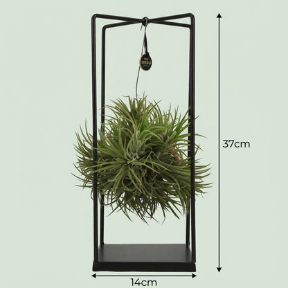 Kamerplant - Tillandsia Luchtplant in Decor - Pot Ø 14cm Hoogte ↕ 37cm