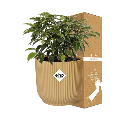 Kamerplant - Ficus Benjamina Kinky - Pot Ø 14cm