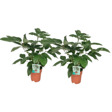 Kamerplant 2x Schefflera Actinophylla - Luchtzuiverend - Pot Ø 19cm Hoogte ↕ 75cm