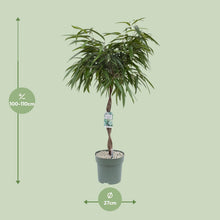 XL kamerplant - Ficus Mahori - Pot Ø 27cm Hoogte ↕ 120cm
