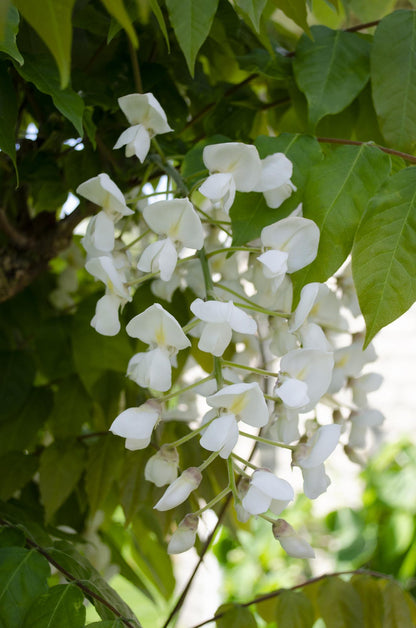 Buitenplant 2x Wisteria floribunda 'Longissima Alba' - Bloeiend - Pot Ø 15cm Hoogte ↕ 65cm