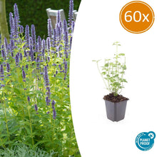Buitenplant 60x Agastache 'Black Adder' - Bloeiend - Pot Ø 9cm Hoogte ↕ 10-25cm