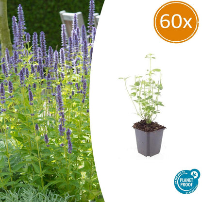 Buitenplant 60x Agastache 'Black Adder' - Bloeiend - Pot Ø 9cm Hoogte ↕ 10-25cm