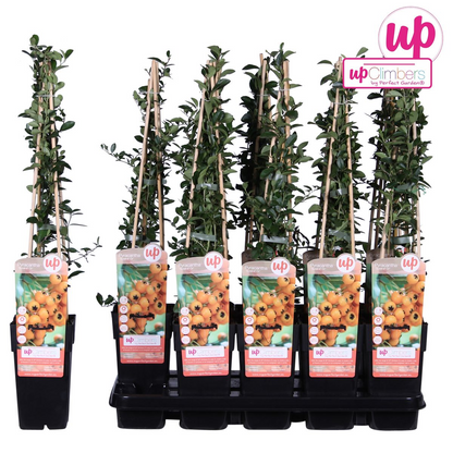 Buitenplant - Pyracantha 'Soleil dOr' - Bloeiend - Pot Ø 15cm Hoogte ↕ 65cm
