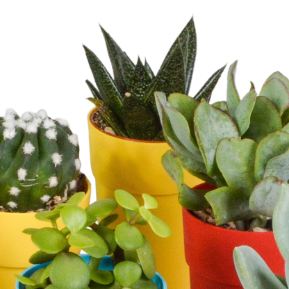 Kamerplant 15x Cactus en vetplanten mix - in gekleurde plasticpot - Pot Ø 5,5cm