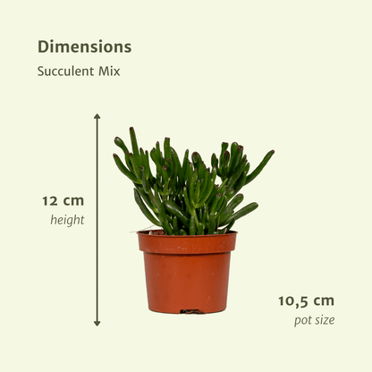 Kamerplant 6x Succulenten Mix - Pot Ø 10,5cm Hoogte ↕ 12cm