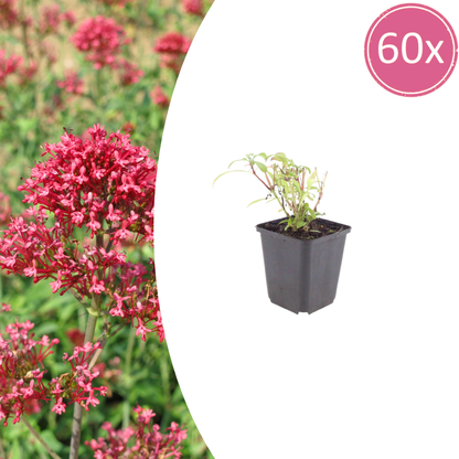 Buitenplant 60x Centranthus ruber 'Coccineus' - Bloeiend - Pot Ø 9cm Hoogte ↕ 10-25cm