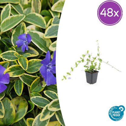 Buitenplant 48x Vinca minor 'Blue and Gold' - Bodembedekker - Pot Ø 9cm Hoogte ↕ 10-25cm