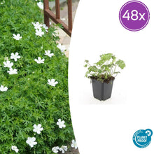 Buitenplant 48x Geranium sang. 'Album' - Bloeiend - Pot Ø 9cm Hoogte ↕ 10-25cm
