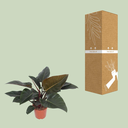 Kamerplant - Philodendron Congo Red - Pot Ø 27cm Hoogte ↕ 80cm