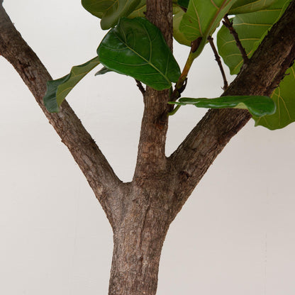 XL kamerplant - Ficus Lyrata boom XXXL - Pot Ø 45cm Hoogte ↕ 270cm