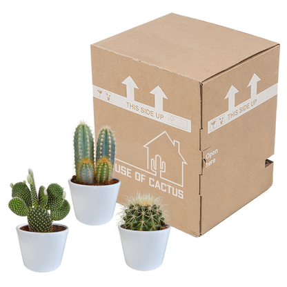 Kamerplant 3x Cactus Mix - in witte pot - Pot Ø 10.5cm