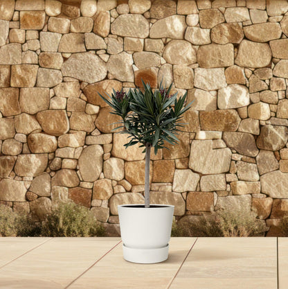 Buitenplant - Nerium Oleander op stam met rode bloem - Bloeiend - Pot Ø 22cm Hoogte ↕ 90cm