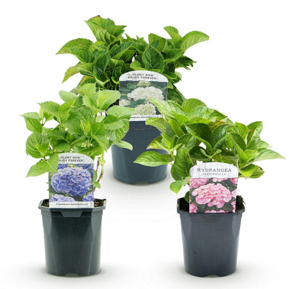 Buitenplant 3x Hydrangea macrophylla 'Tricolour' - Bloeiend - Pot Ø 17cm Hoogte ↕ 30cm