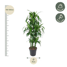 Kamerplant - Dracaena Hawaiiana Carrousel - Luchtzuiverend - Pot Ø 31cm Hoogte ↕ 150cm