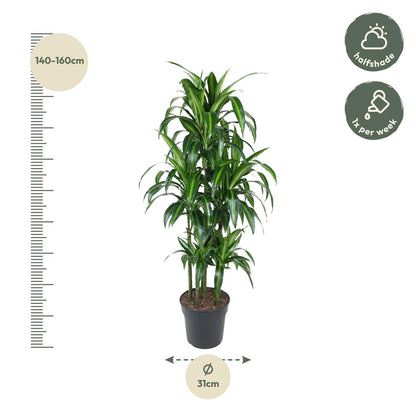 Kamerplant - Dracaena Hawaiiana Carrousel - Luchtzuiverend - Pot Ø 31cm Hoogte ↕ 150cm