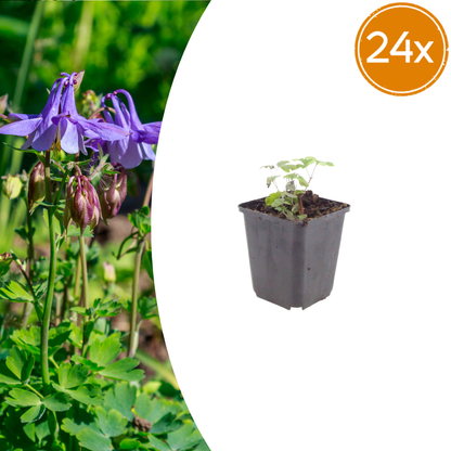 Buitenplant 24x Aquilegia vulgaris - Bloeiend - Pot Ø 9cm Hoogte ↕ 10-25cm
