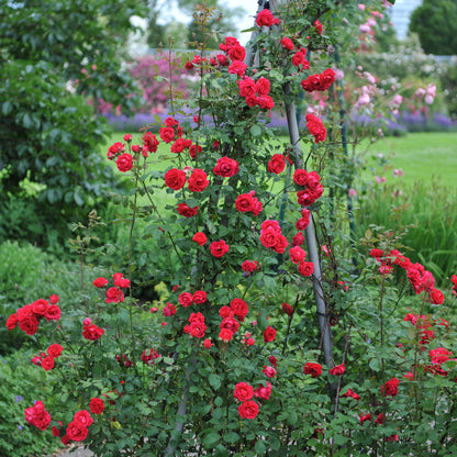 Buitenplant 2x Rosa Paul Scarlet Climber - Klimroos Bloeiend - Pot Ø 11cm Hoogte ↕ 40cm