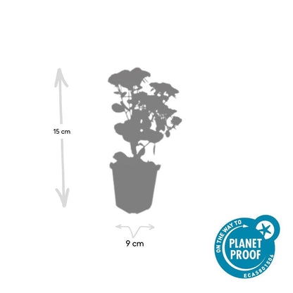 Buitenplant 6x Sedum 'Herbstfreude' - Pot Ø 9cm Hoogte ↕ 10-25cm