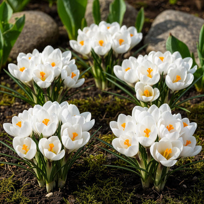 Buitenplant 30x Crocus White - Bloeiend - Bolmaat 7/8