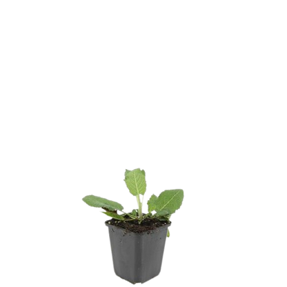 Buitenplant 48x Salvia nem. 'Mainacht' - Bloeiend - Pot Ø 9cm Hoogte ↕ 10-25cm