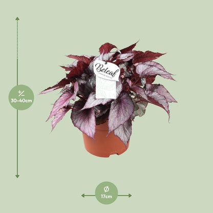 Kamerplant - Begonia Beleaf Maori Haze - Pot Ø 17cm Hoogte ↕ 32cm