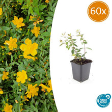 Buitenplant 60x Hypericum dummeri 'Peter Dummer' - Bloeiend - Pot Ø 9cm Hoogte ↕ 10-25cm