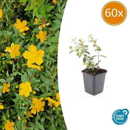 Buitenplant 60x Hypericum dummeri 'Peter Dummer' - Bloeiend - Pot Ø 9cm Hoogte ↕ 10-25cm