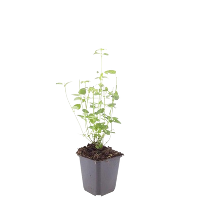 Buitenplant 12x Agastache 'Black Adder' - Bloeiend - Pot Ø 9cm Hoogte ↕ 10-25cm
