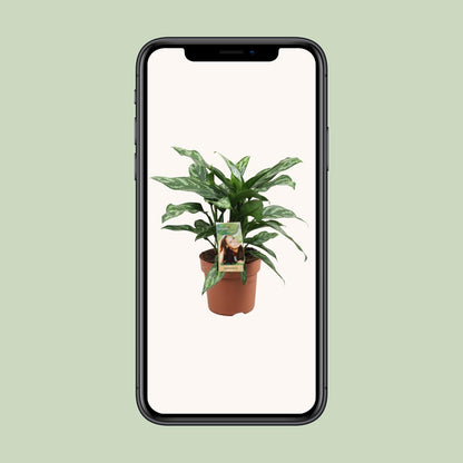 Kamerplant - Aglaonema Maria - Pot Ø 17cm Hoogte ↕ 40cm