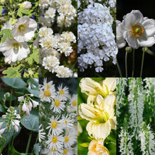 Buitenplant 8x Borderpakket Kleur Wit - Weinig onderhoud - Pot Ø 11cm Hoogte ↕ 10-25cm
