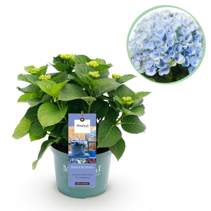 Buitenplant - Hydrangea 'Magical Revolution Blue' - Bloeiend - Pot Ø 23cm Hoogte ↕ 55cm