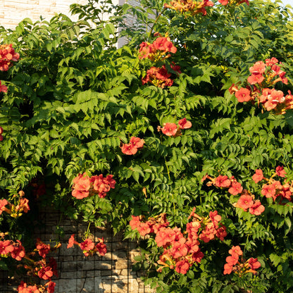 Buitenplant 2x Campsis radicans 'Madame Galen' - Trompetbloem Oranje - Pot Ø 11cm Hoogte ↕ 40cm