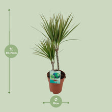 Kamerplant - Dracaena Marginata Bicolor - Pot Ø 19cm Hoogte ↕ 70cm
