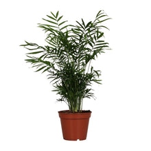 Kamerplant - Chamaedorea Elegans - Pot Ø 17cm Hoogte ↕ 55cm