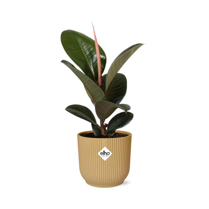 Kamerplant - Ficus Elastica 'Robusta' - Pot Ø 14cm