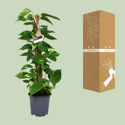 Kamerplant - Scindapsus Epipremnum - Pot Ø 19cm Hoogte ↕ 80cm