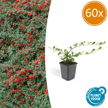 Buitenplant 60x Cotoneaster dam. 'Major' - Winterhard - Pot Ø 9cm Hoogte ↕ 25cm