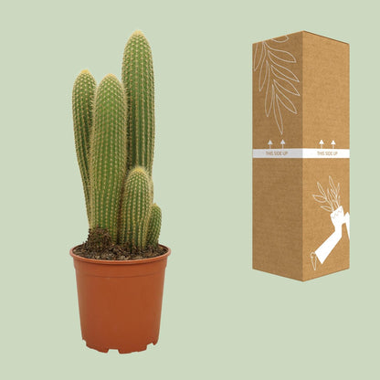 Kamerplant - Vatricania Guentheri - Pot Ø 21cm Hoogte ↕ 55cm