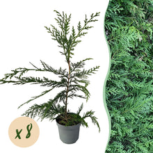 Buitenplant 8x Cupressocyparis leylandii - Groenblijvend - Pot Ø 9cm Hoogte ↕ 35-40cm