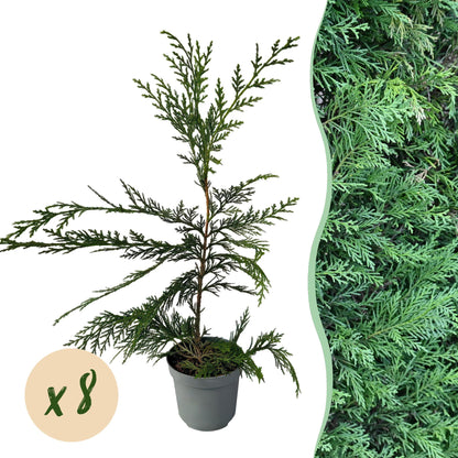 Buitenplant 8x Cupressocyparis leylandii - Groenblijvend - Pot Ø 9cm Hoogte ↕ 35-40cm