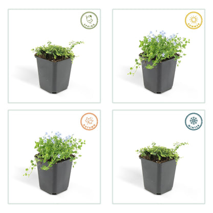 Buitenplant 12x Isotoma fluviatilis - Bloeiend - Pot Ø 9cm Hoogte ↕ 10-25cm