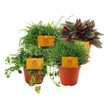 Kamerplant 4x Rondje om de wereld - Pot Ø 12cm Hoogte ↕ 20cm