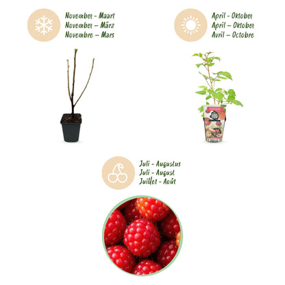 Buitenplant 3x Rubus phoenicolasius - Winterhard - Pot Ø 9cm Hoogte ↕ onbekend
