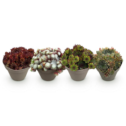Buitenplant 4x Sempervivum Big Sam - Winterhard - Pot Ø 14cm Hoogte ↕ 17cm