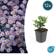 Buitenplant 12x Aster ageratoides 'Stardust' - Bloeiend - Pot Ø 9cm Hoogte ↕ 10-25cm